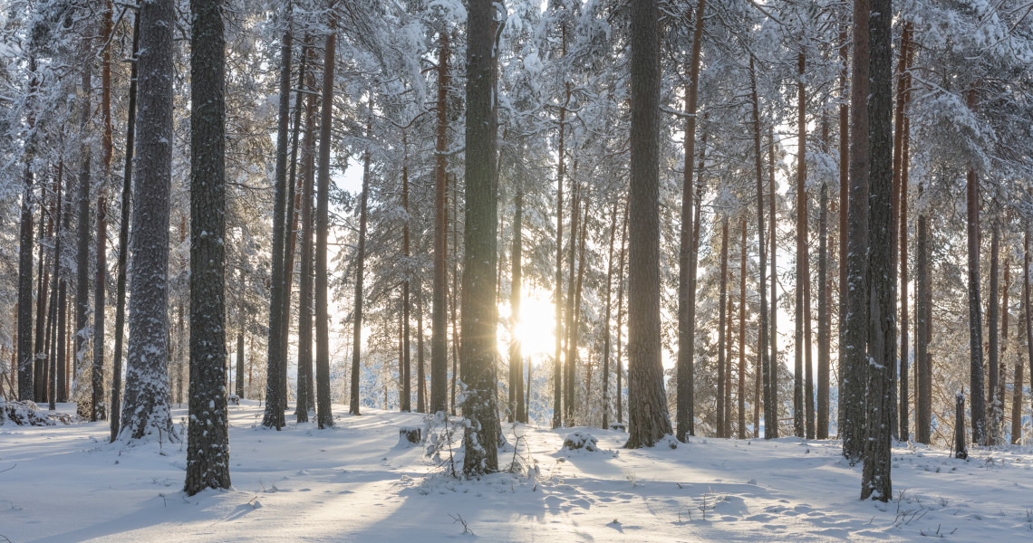 Petkeljärvi nationalpark wintertime