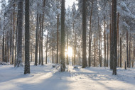 Petkeljärvi nationalpark wintertime