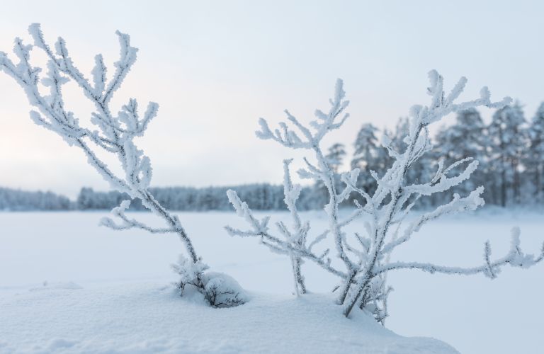 Pakkashuurteiset oksat Petkeljärvellä